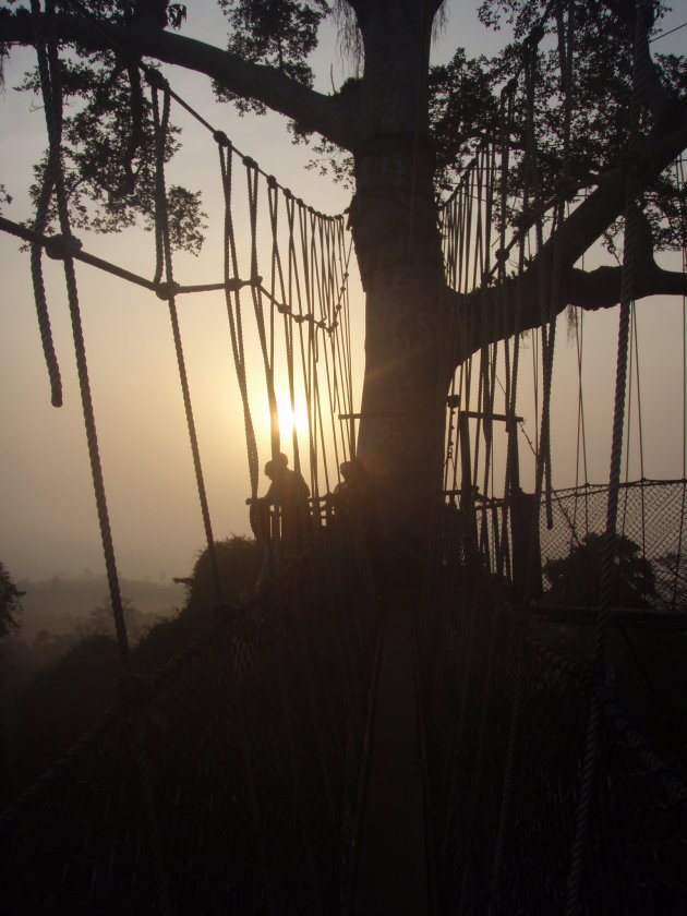 Canopy walk 