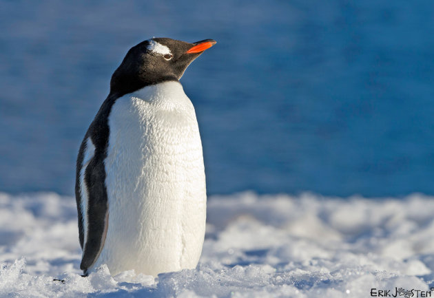 Zonnende Gentoo