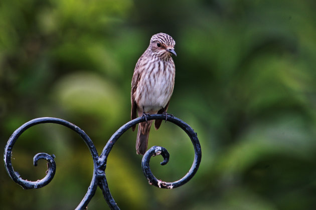 Kleine vogeltjes