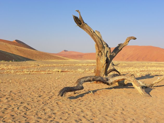 Namib desert