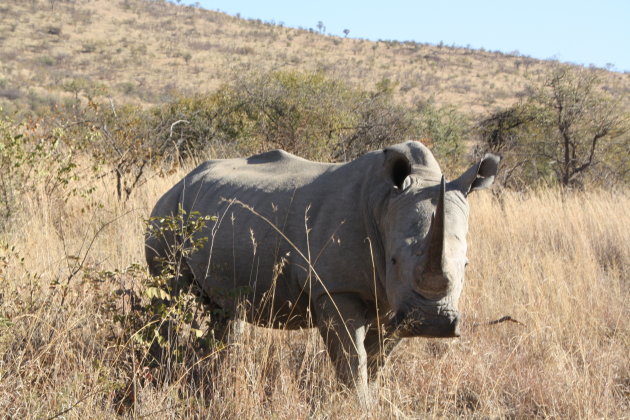 Witte neushoorn