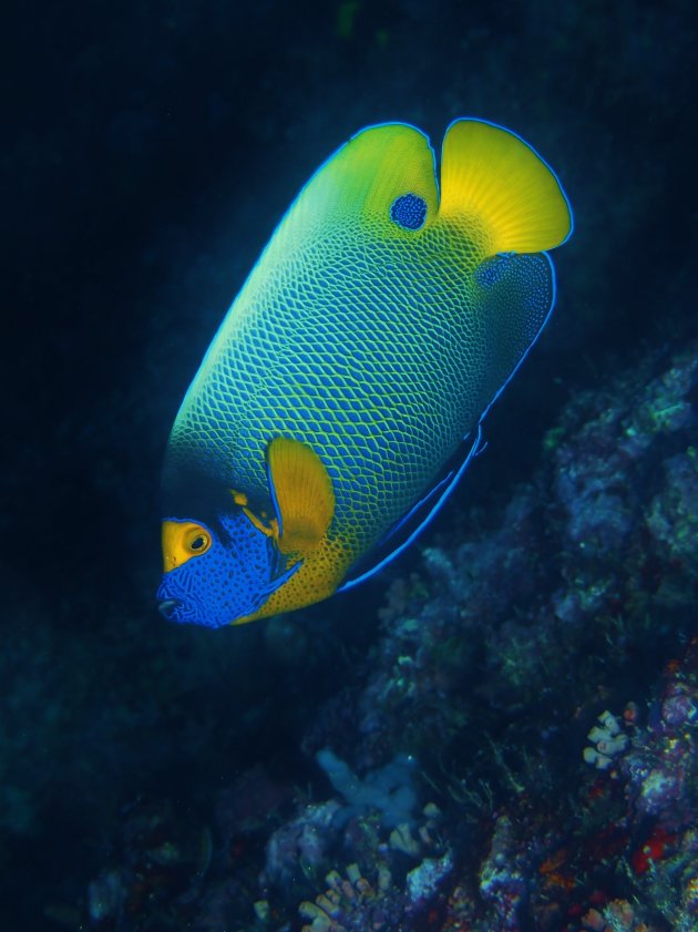 Yellow face angelfish