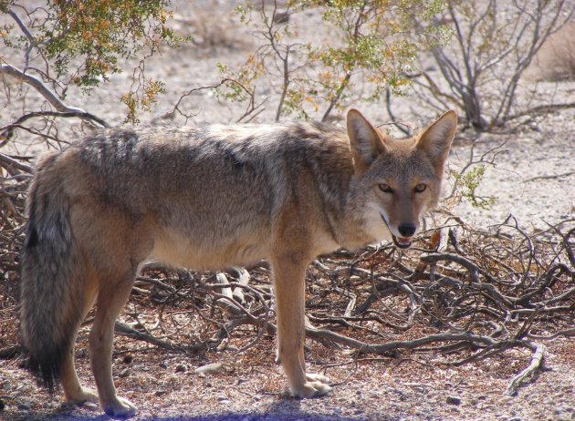 Coyote