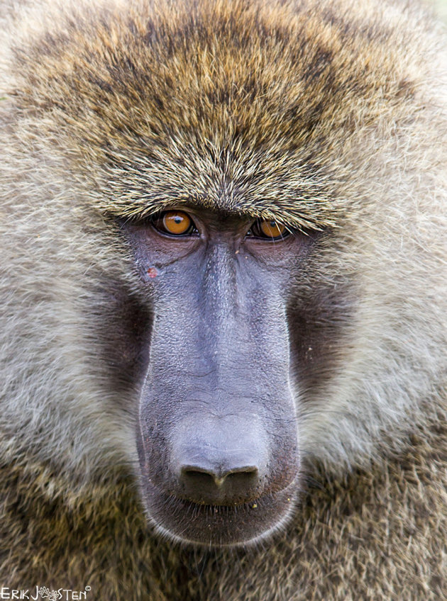 Baboon