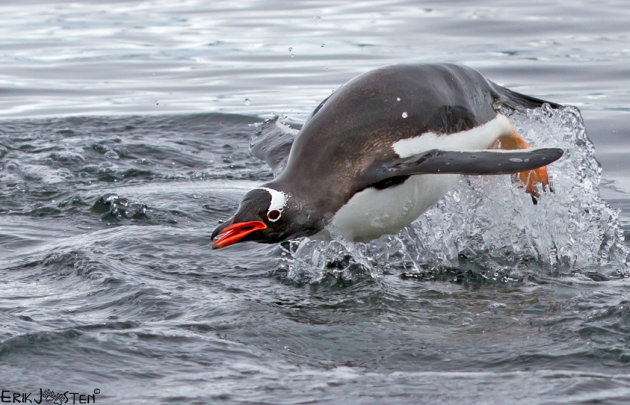 Vliegende Pinguïn