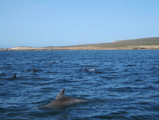 The Nullarbor: dolfijnen spotten