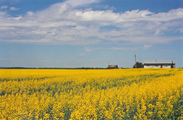 Canola flower fields