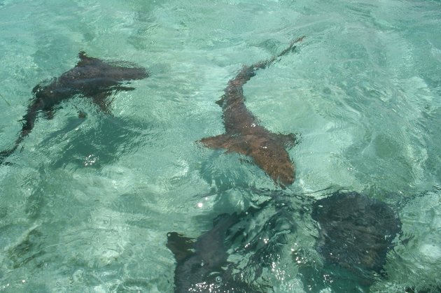 Shark ray alley