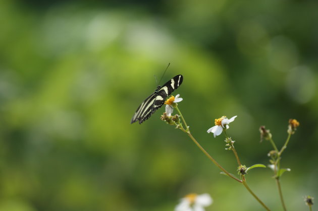 vlinder in pinar del rio