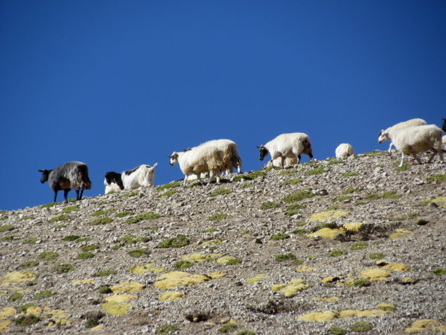 hoog en droog