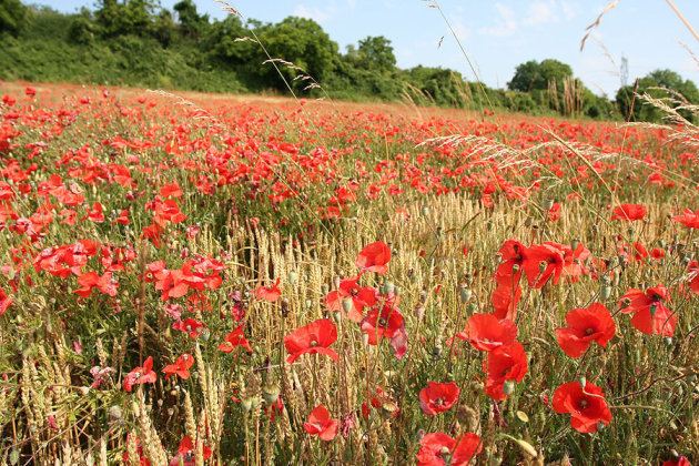 Coquelicots