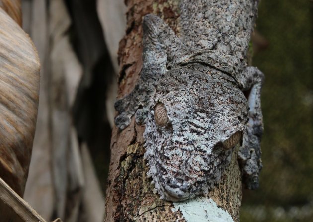 Uroplatus Sikorae