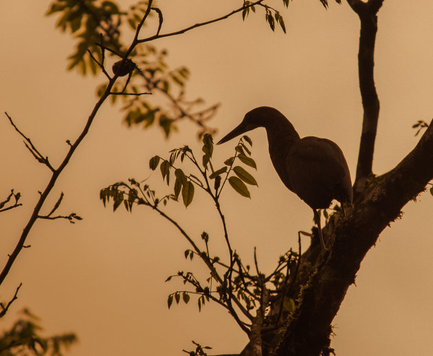 Mangrove reiger