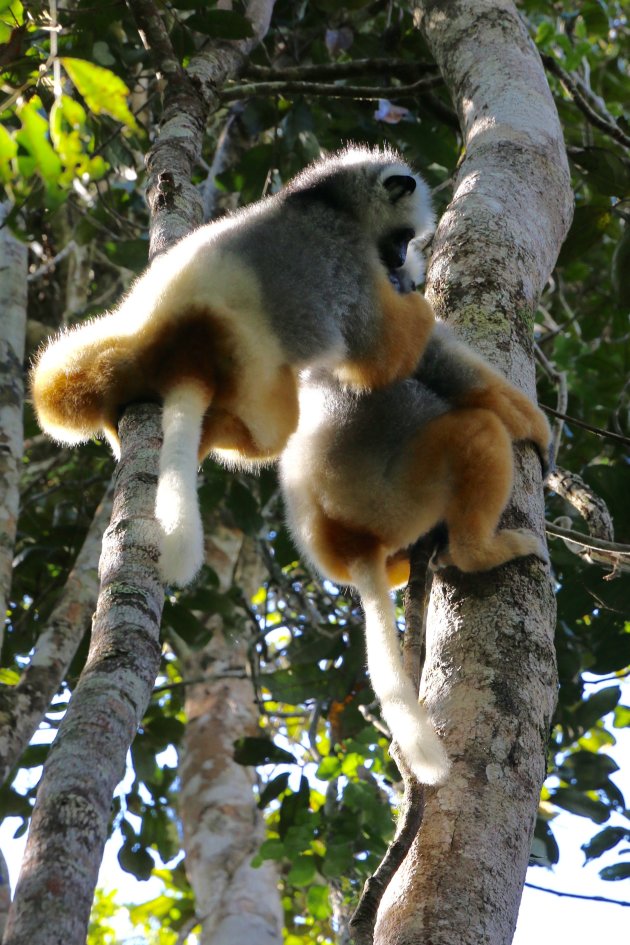 Propithecus Diadema