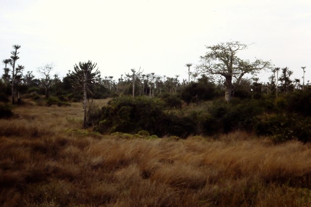 De baobabs