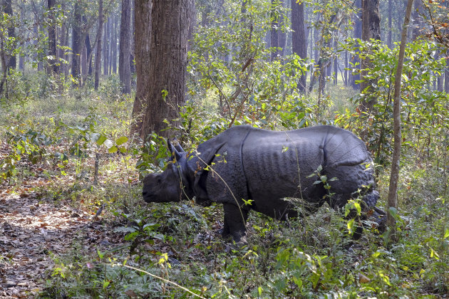 De dag van de Rhino!