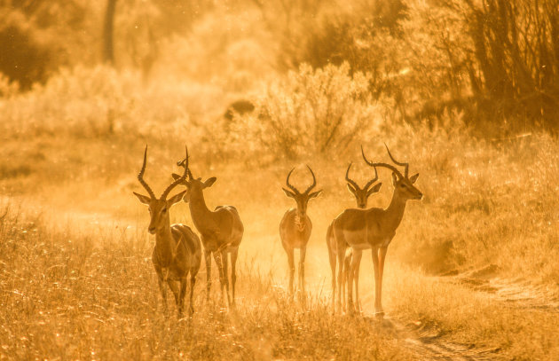 Gouden impala's