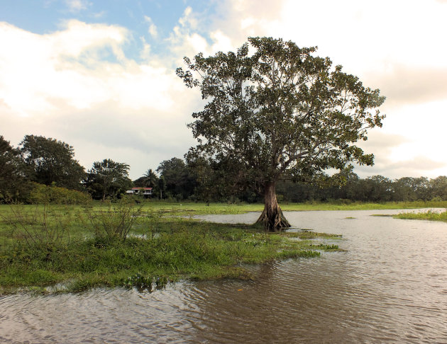 Caño Negro