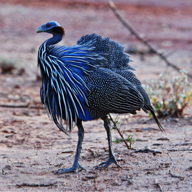  Gierparelhoen (Vulturine guineafowl)