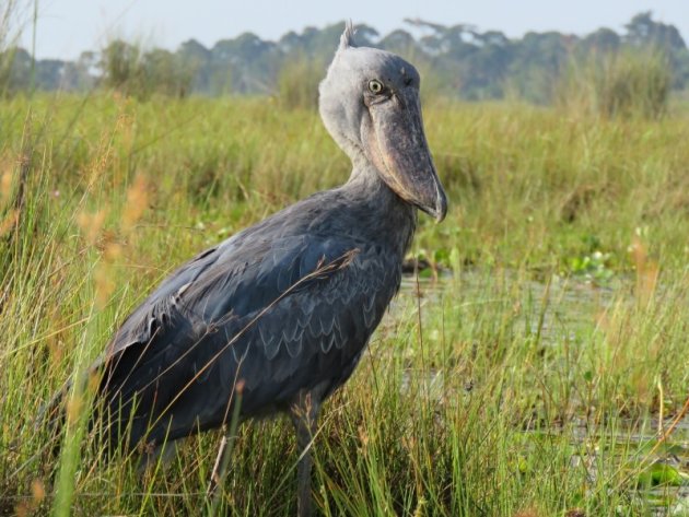 Shoebill