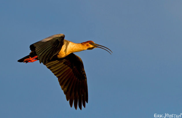 Geelhals Ibis