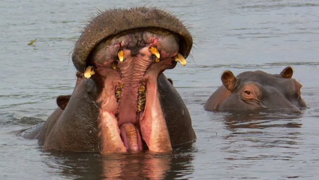 Wat een uitslover! Denkt de andere Hippo