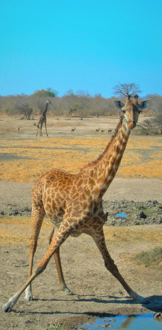 Giraffe in Ruaha