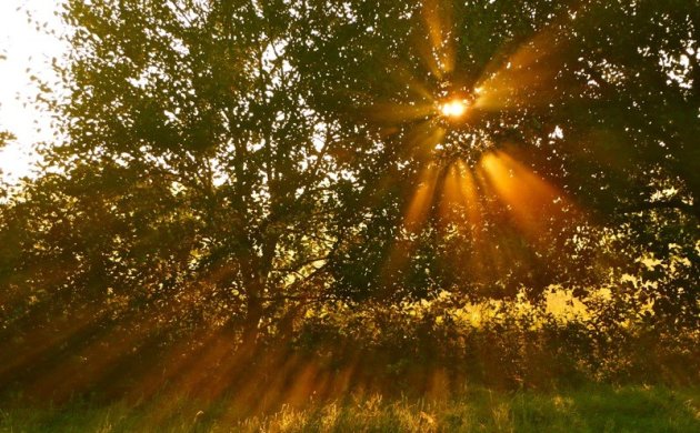 Zonnestralen door de bomen.