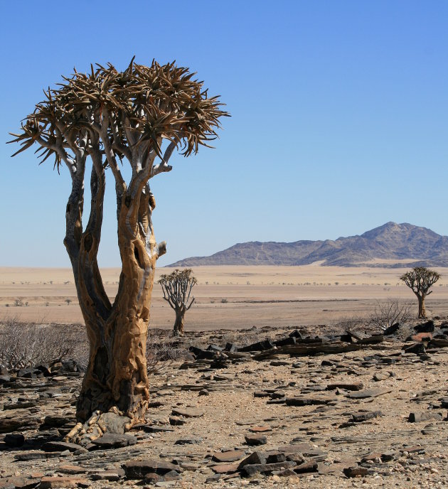 bomen in het landschap