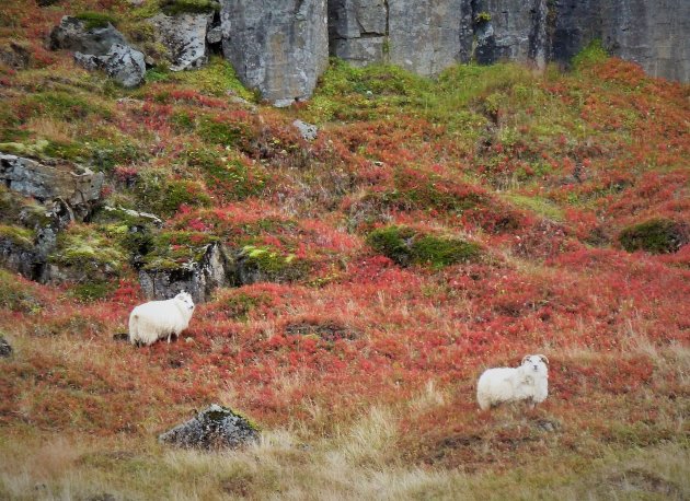 basaltzuilen  Hreppholar