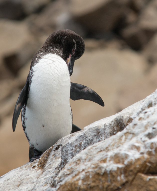 Galápagos-pinguïn
