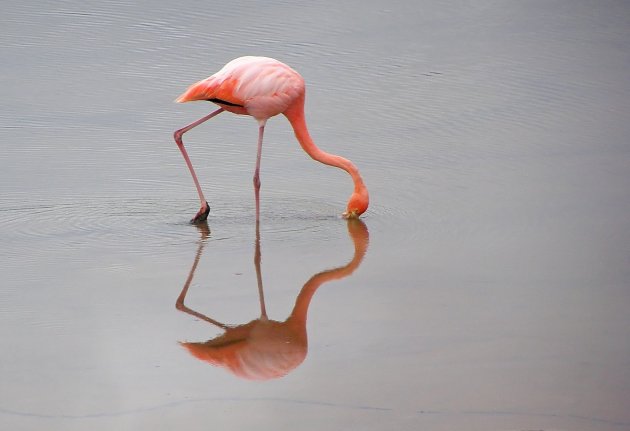 Spiegel flamingo