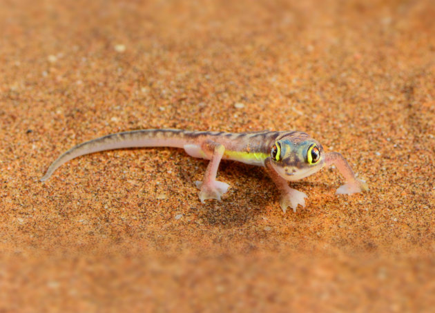 Gekko in de woestijn 