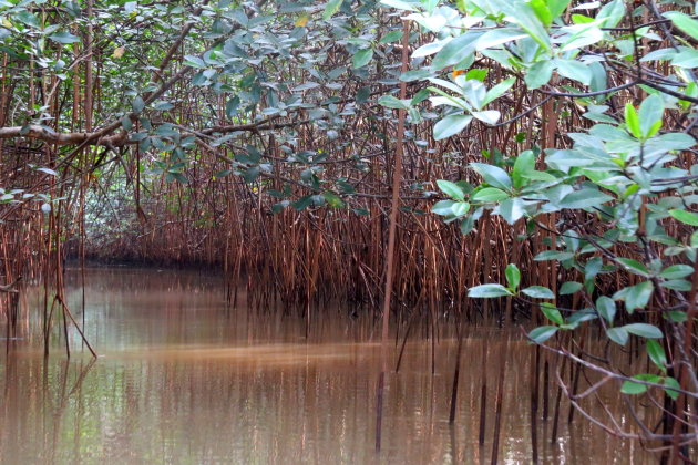 In de mangrove.