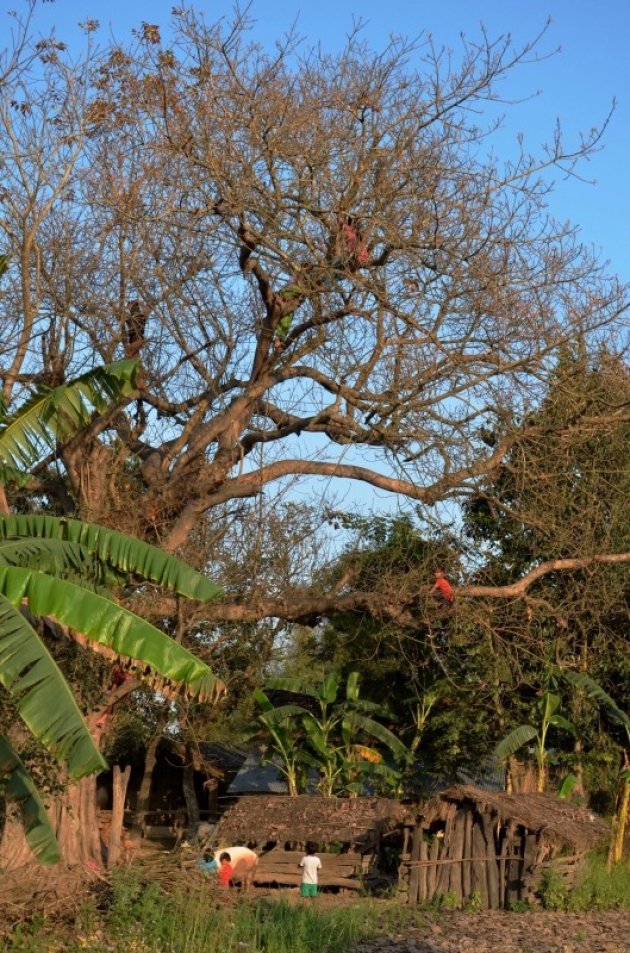 Hoog in de bomen.