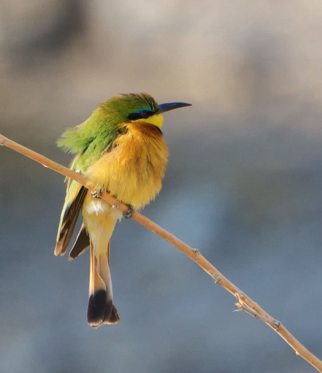 Dwergbijeneter (Merops pusillus)