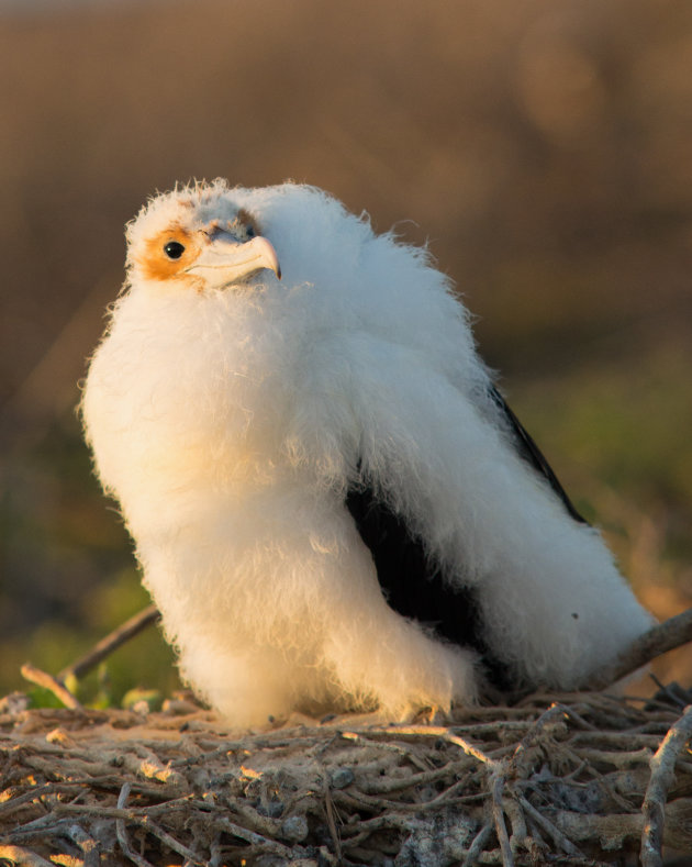 Jonge fregatvogel