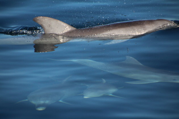 Lieve Flipper van boven water tot onder water