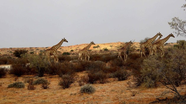 Giraffen