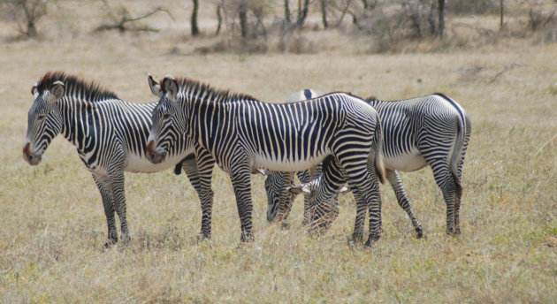 Grevy zebra 