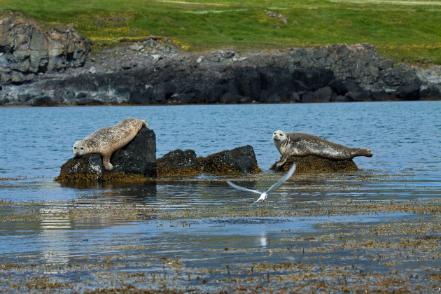 Zeehonden