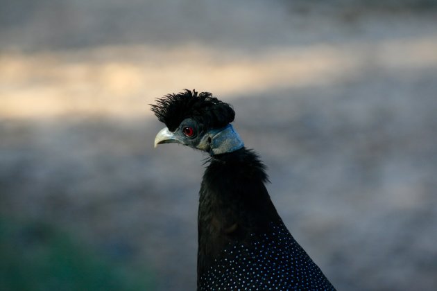 Vreemde vogels