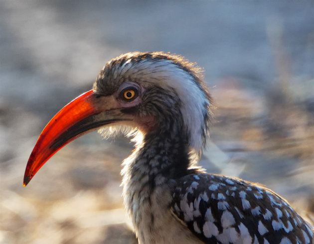 Red-billed Hornbill