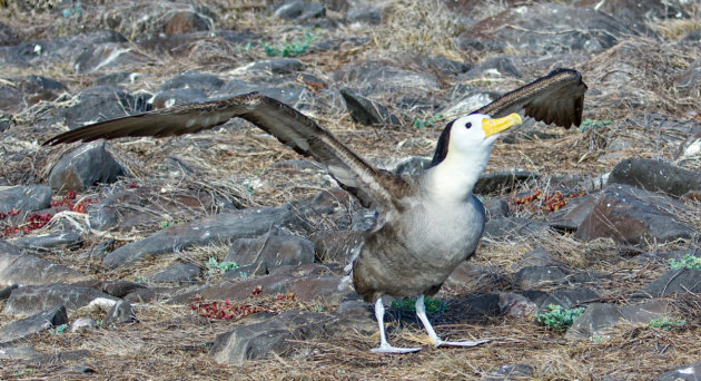 Rekken en strekkende Albatros