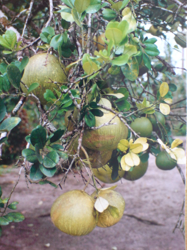 2001-2002 Plantage Alliance, the sunshine plantation.