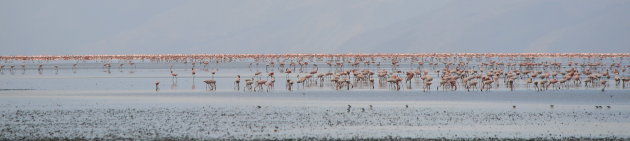 een lint van roze op het Lake Manyara