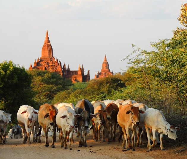 Koeien in Bagan.