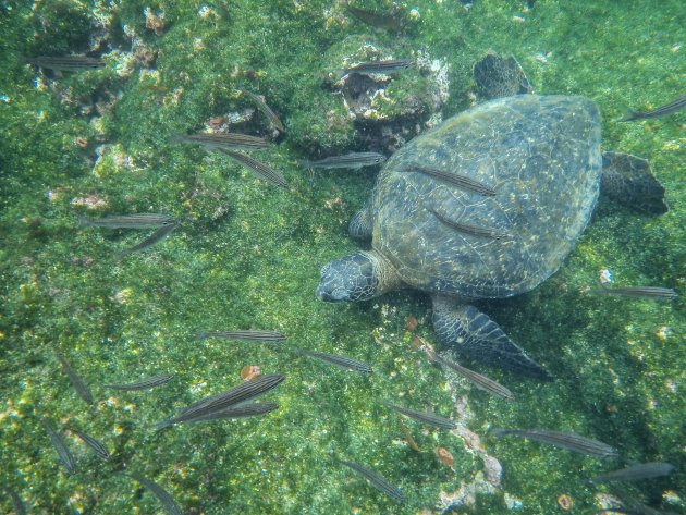 Snorkelen bij de Galapagos