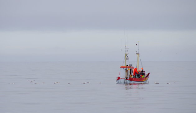 Vissen in de Groenlandzee