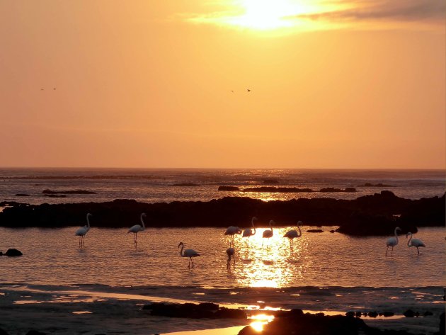 Flamingo's met zonsondergang